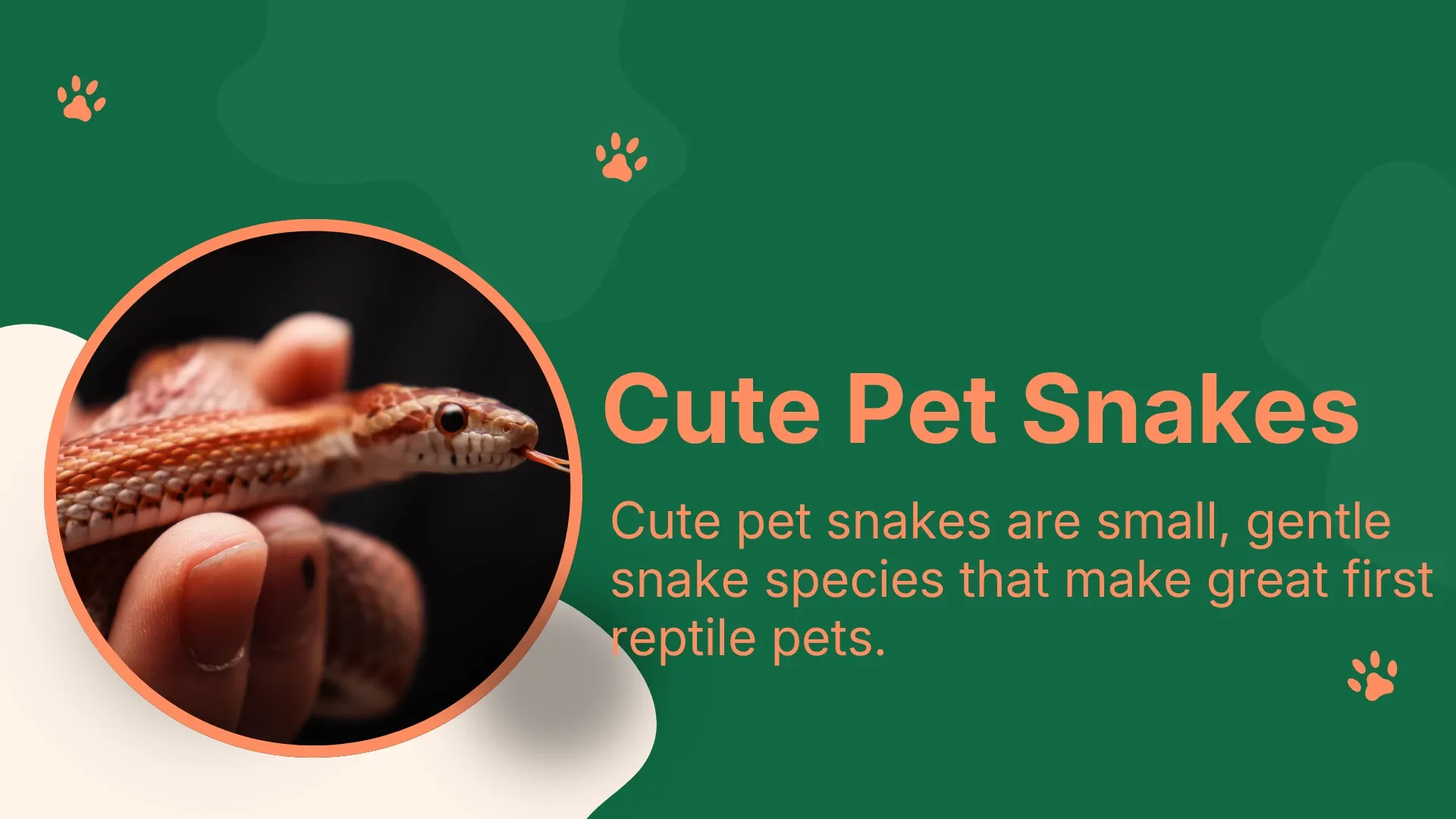 cute pet snakes like a corn snake resting calmly on an owner's hand