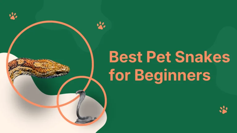 Best pet snakes for beginners, calm corn snake resting in owner's hands