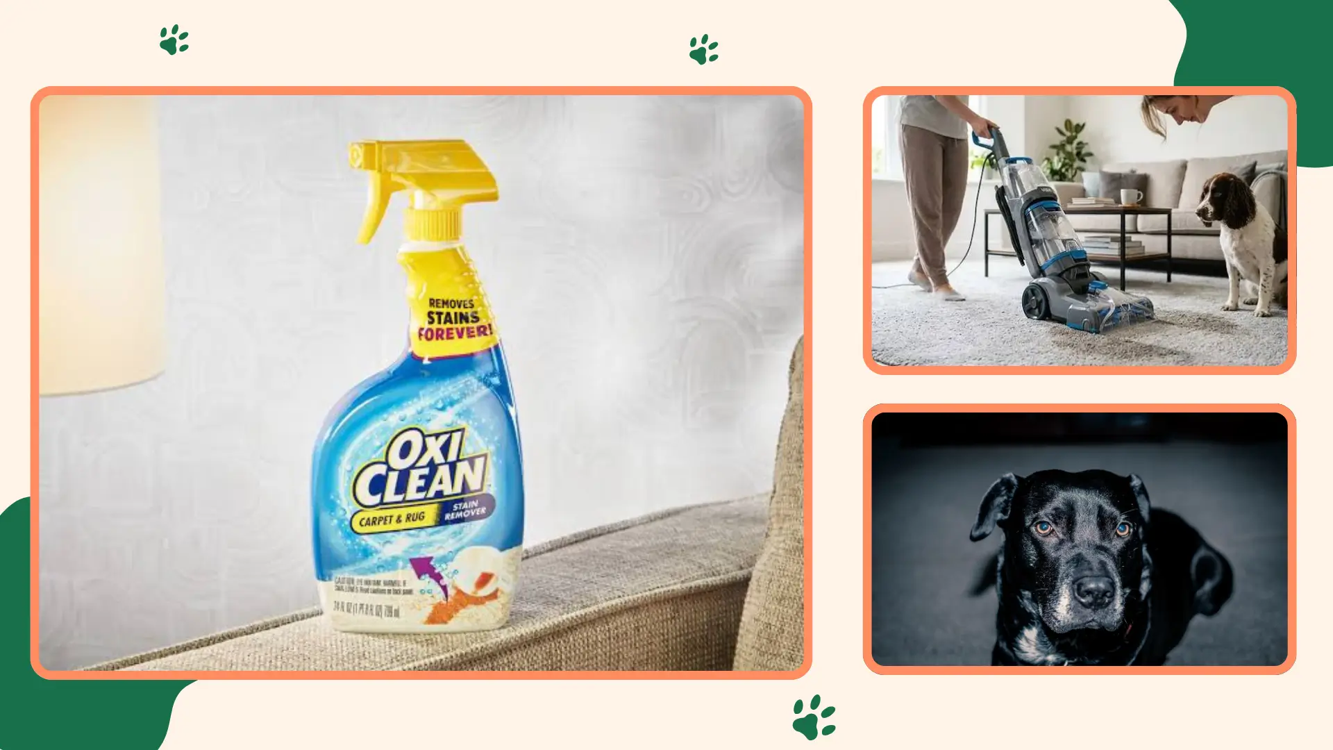 Best Carpet Shampooer for Pets
