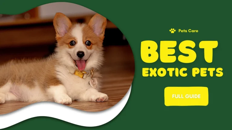 Best Exotic Pets Guide