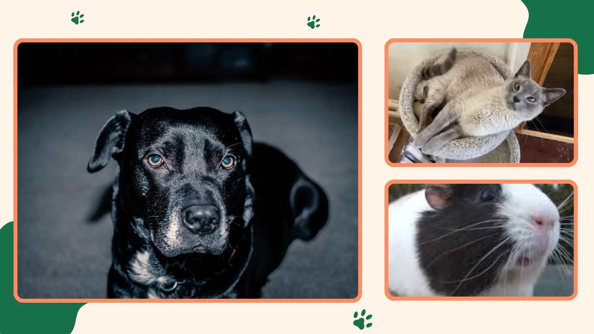 Cats, Rabbits, Dogs