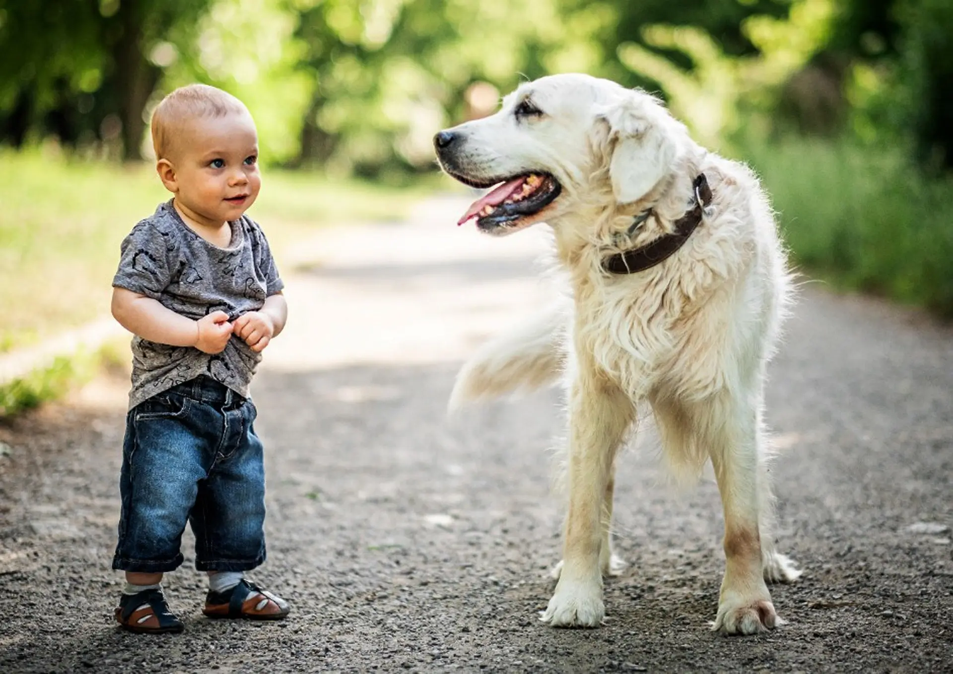 Best Rugs for Pets and Kids
