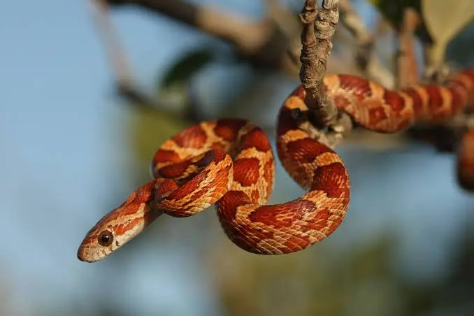 Corn Snakes for pets