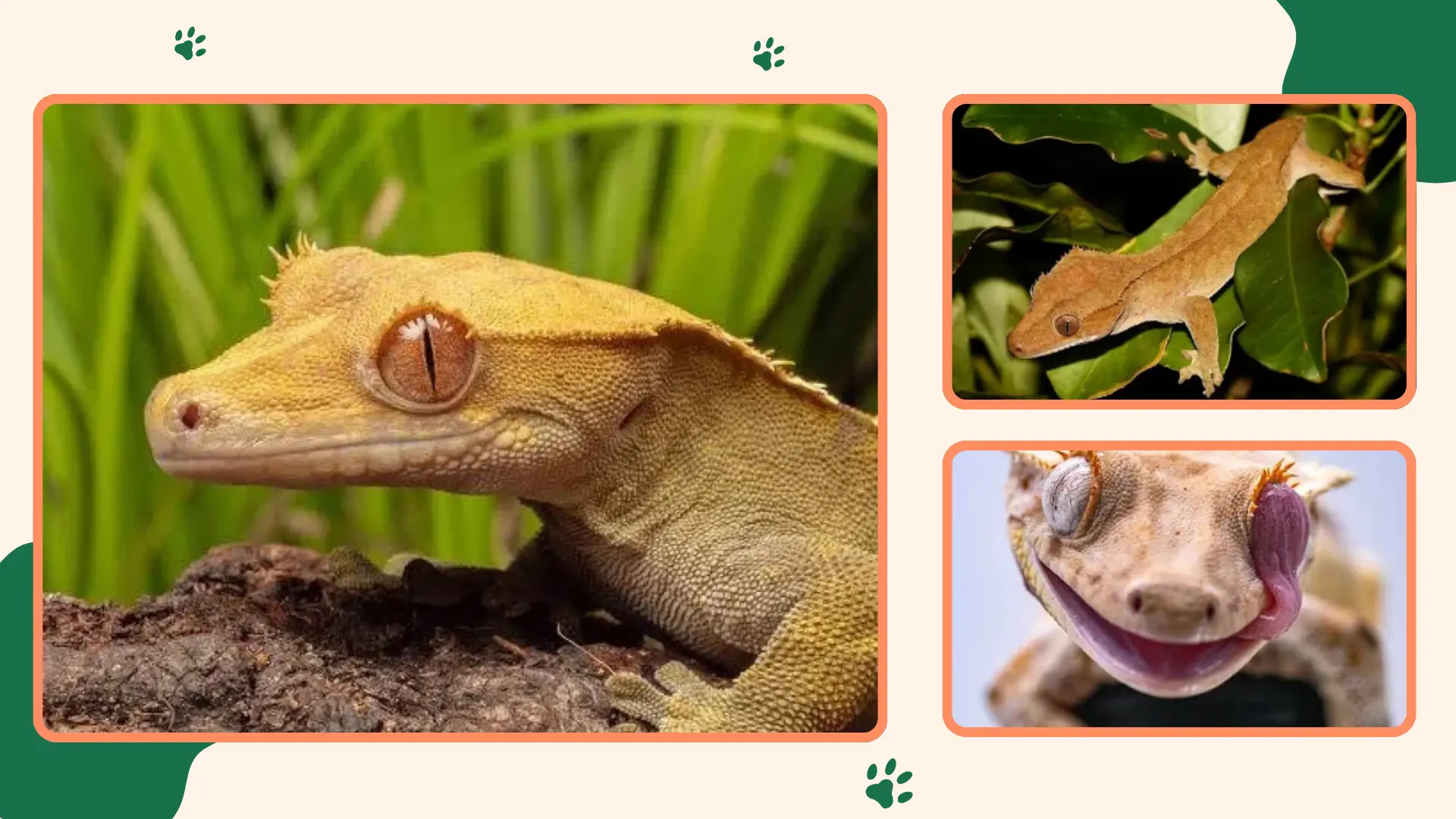 Crested Geckos
