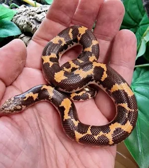 Kenyan Sand Boa