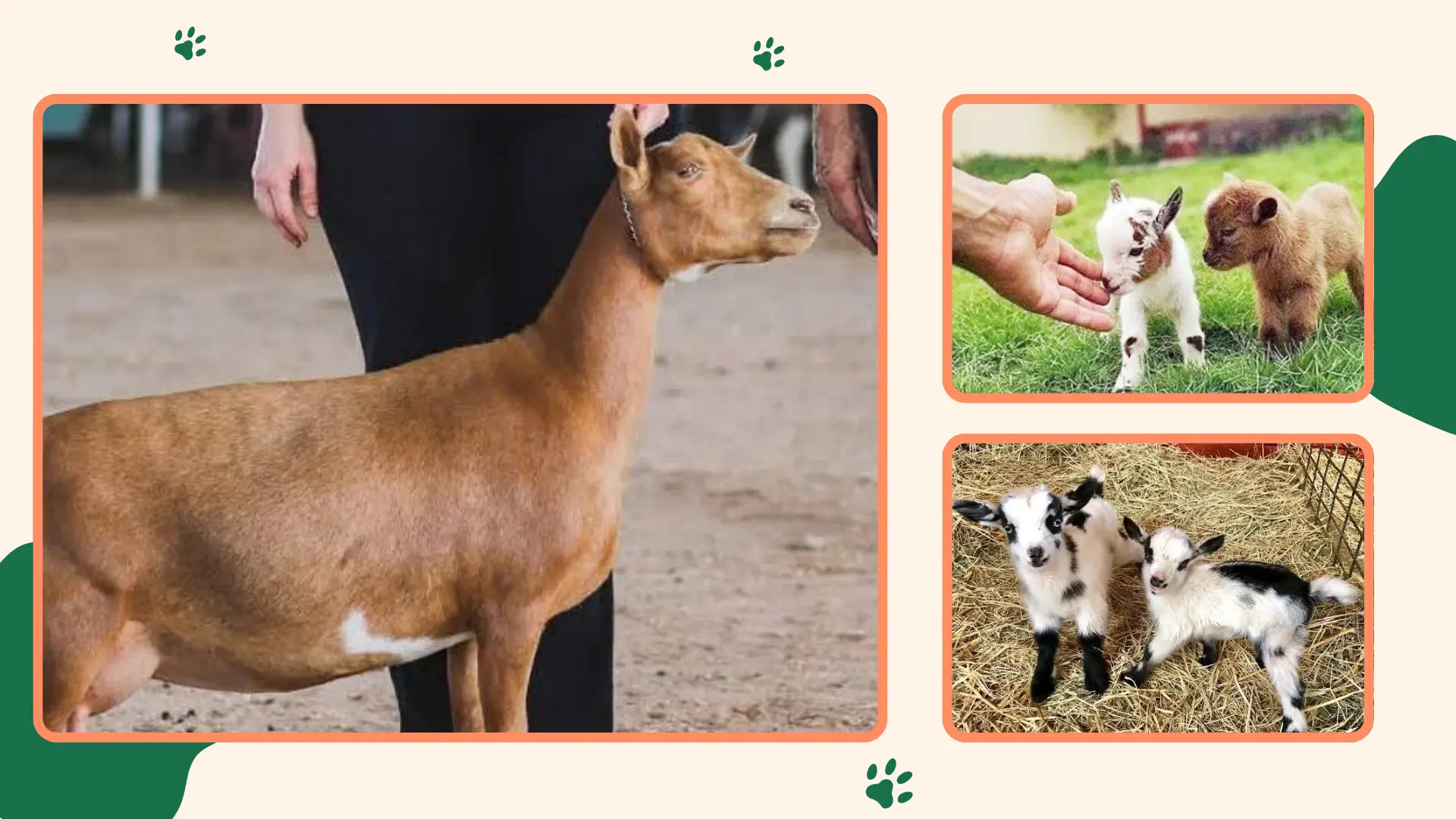 Nigerian Dwarf Goats