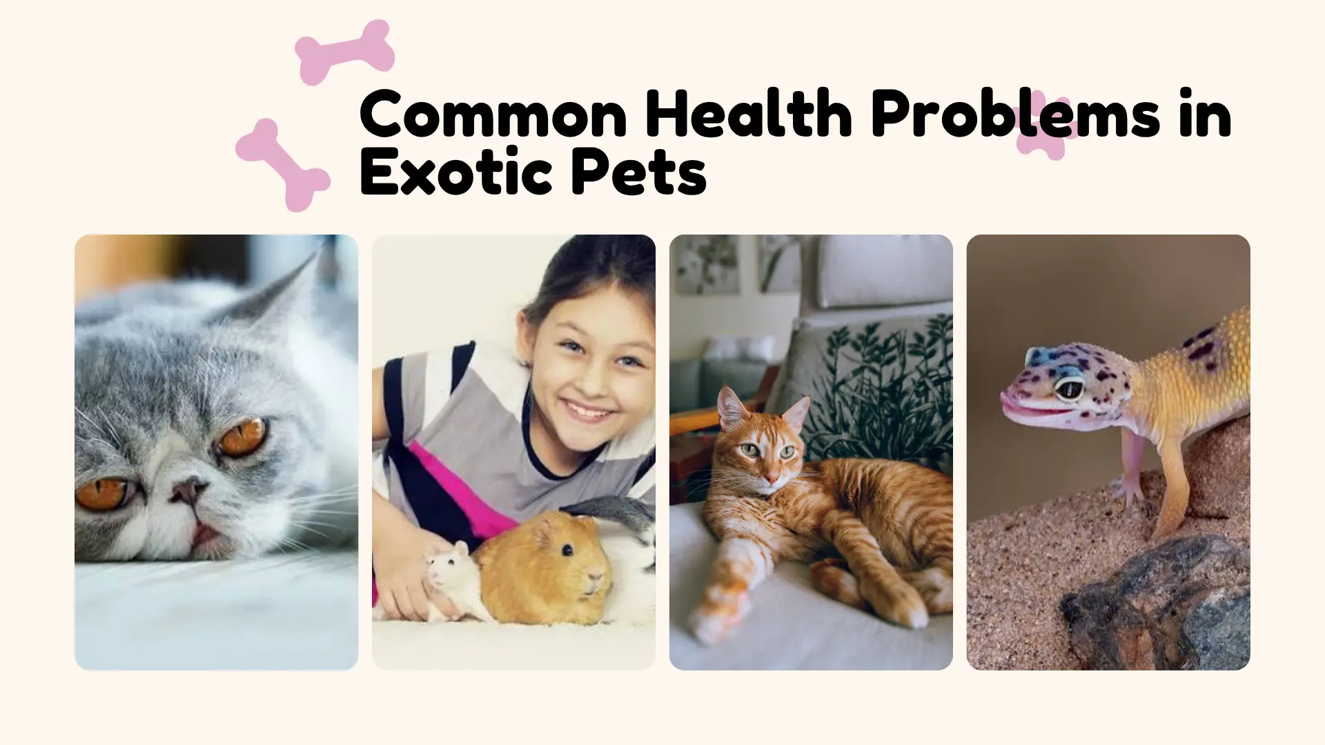  Exotic Pets