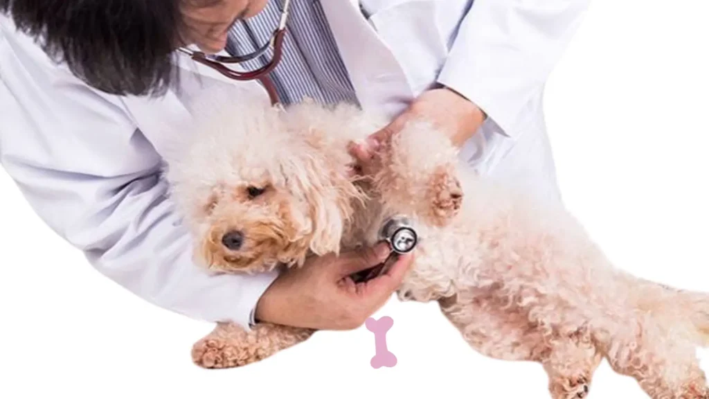 Preventive Healthcare
pets