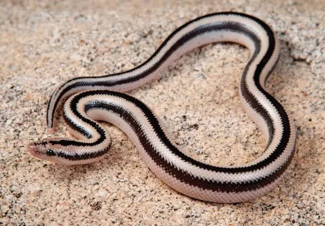 Rosy Boa snakes