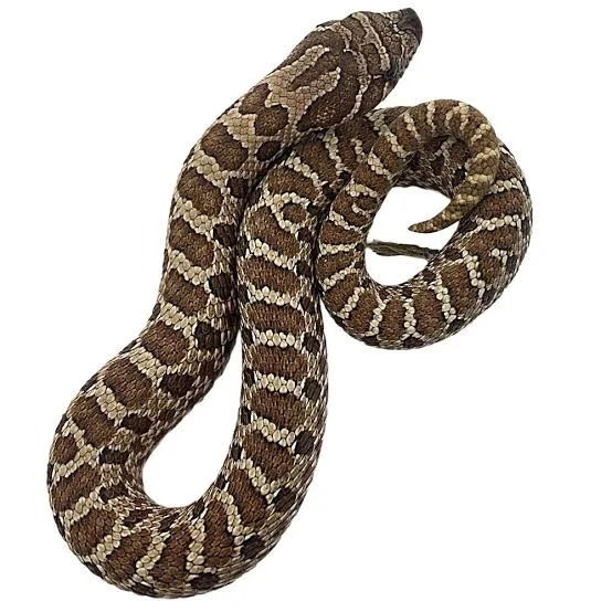 Western Hognose Snake