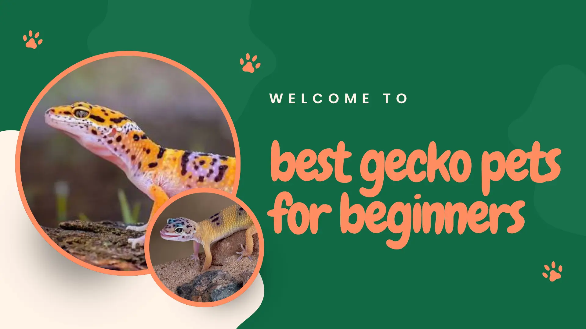 Leopard gecko, one of the best gecko pets for beginners, resting on an owner's hand