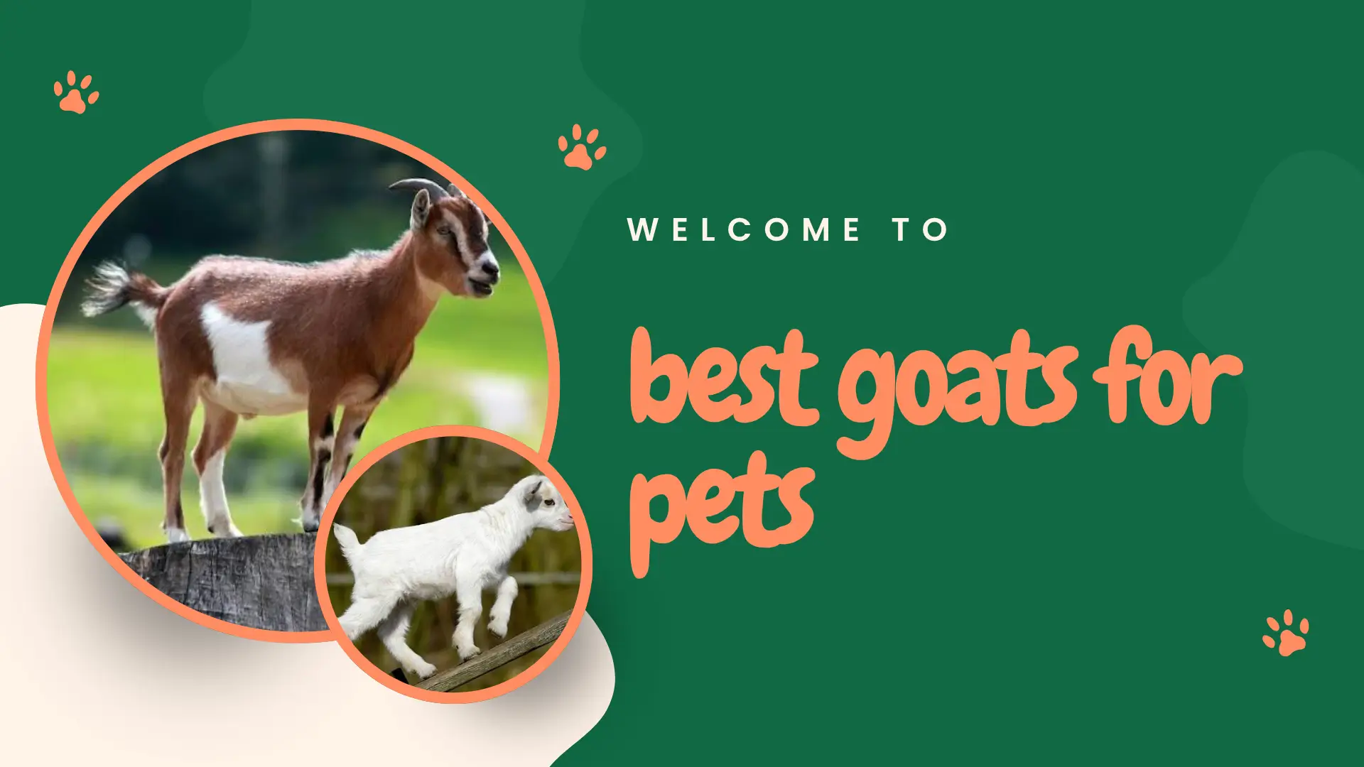 best goats for pets - friendly Nigerian Dwarf goat in a backyard
