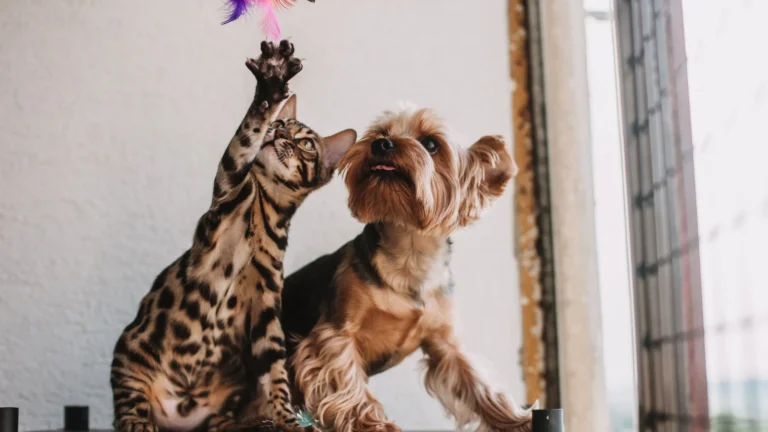 A cat and a small pet habitat in a cozy apartment, showing what are the best pets for a small house