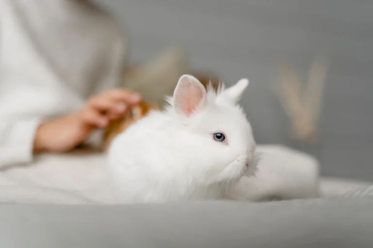 Holland Lop bunny as a pet sitting indoors on a rug