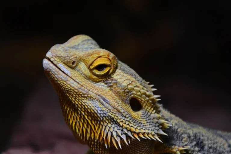 Bearded dragon as a pet basking under a heat lamp in its terrarium
