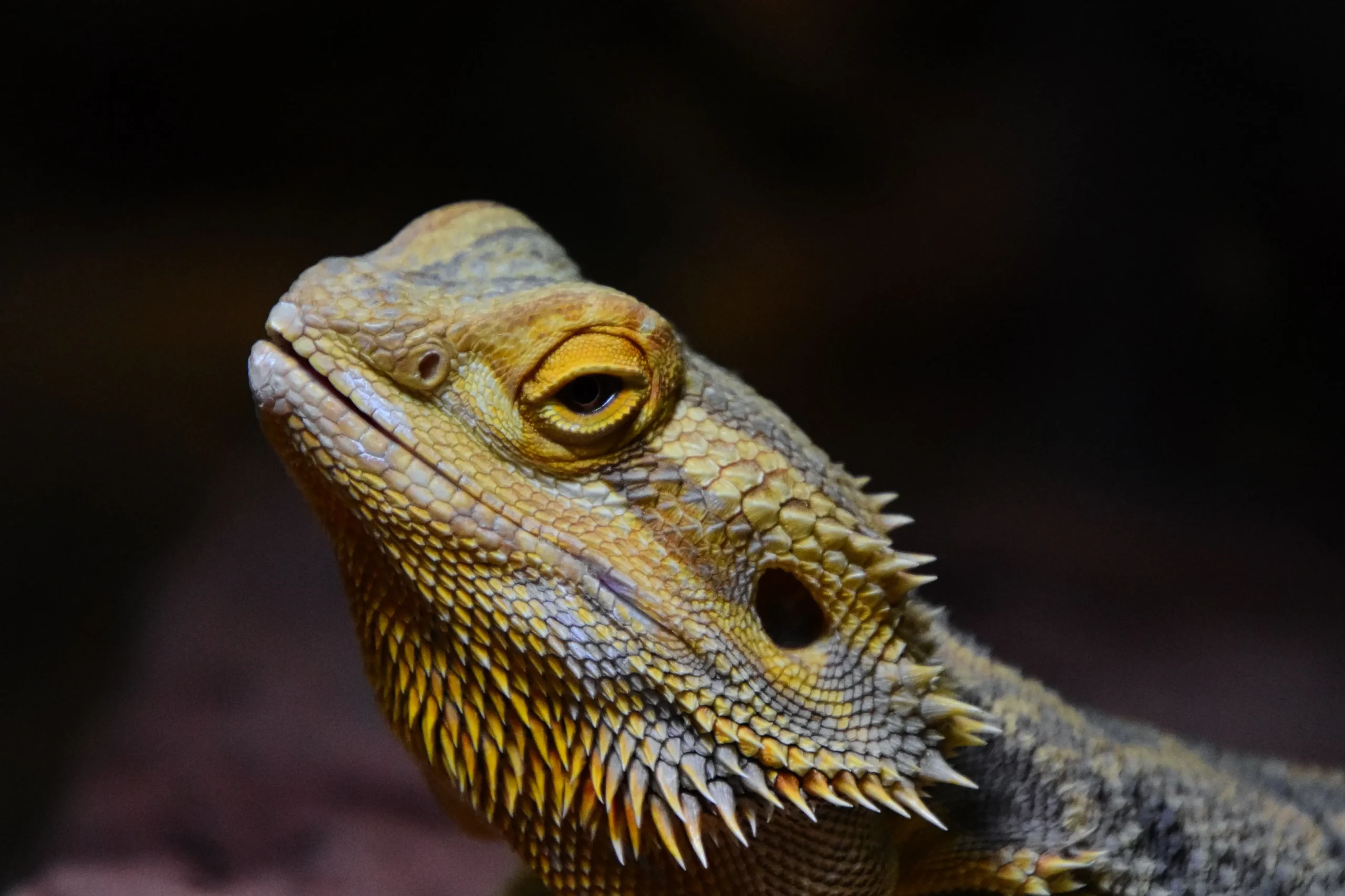 Bearded dragon as a pet basking under a heat lamp in its terrarium