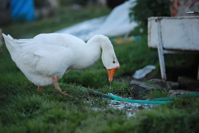Pekin ducks as pets standing in a backyard near a water tub