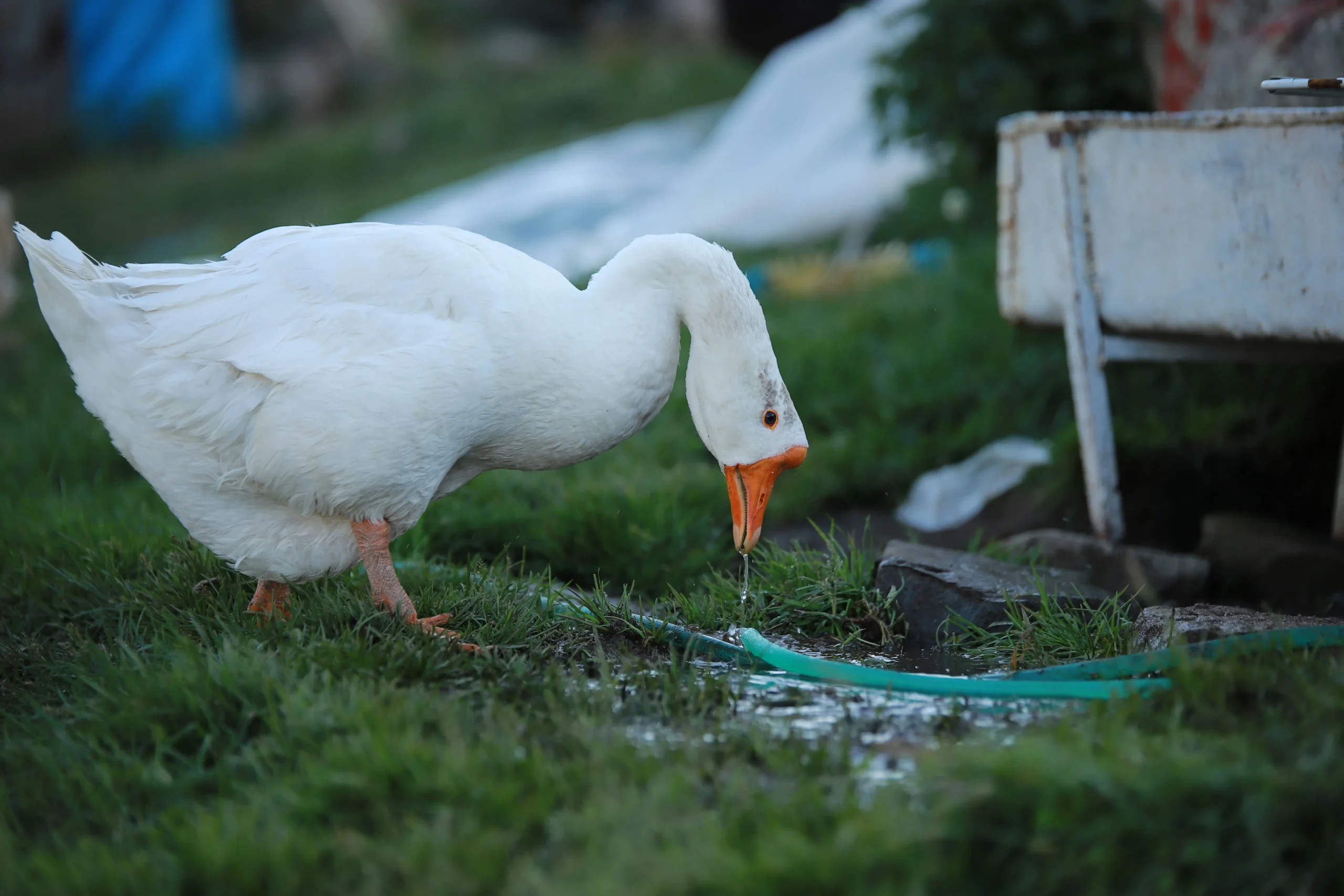 Pekin ducks as pets standing in a backyard near a water tub