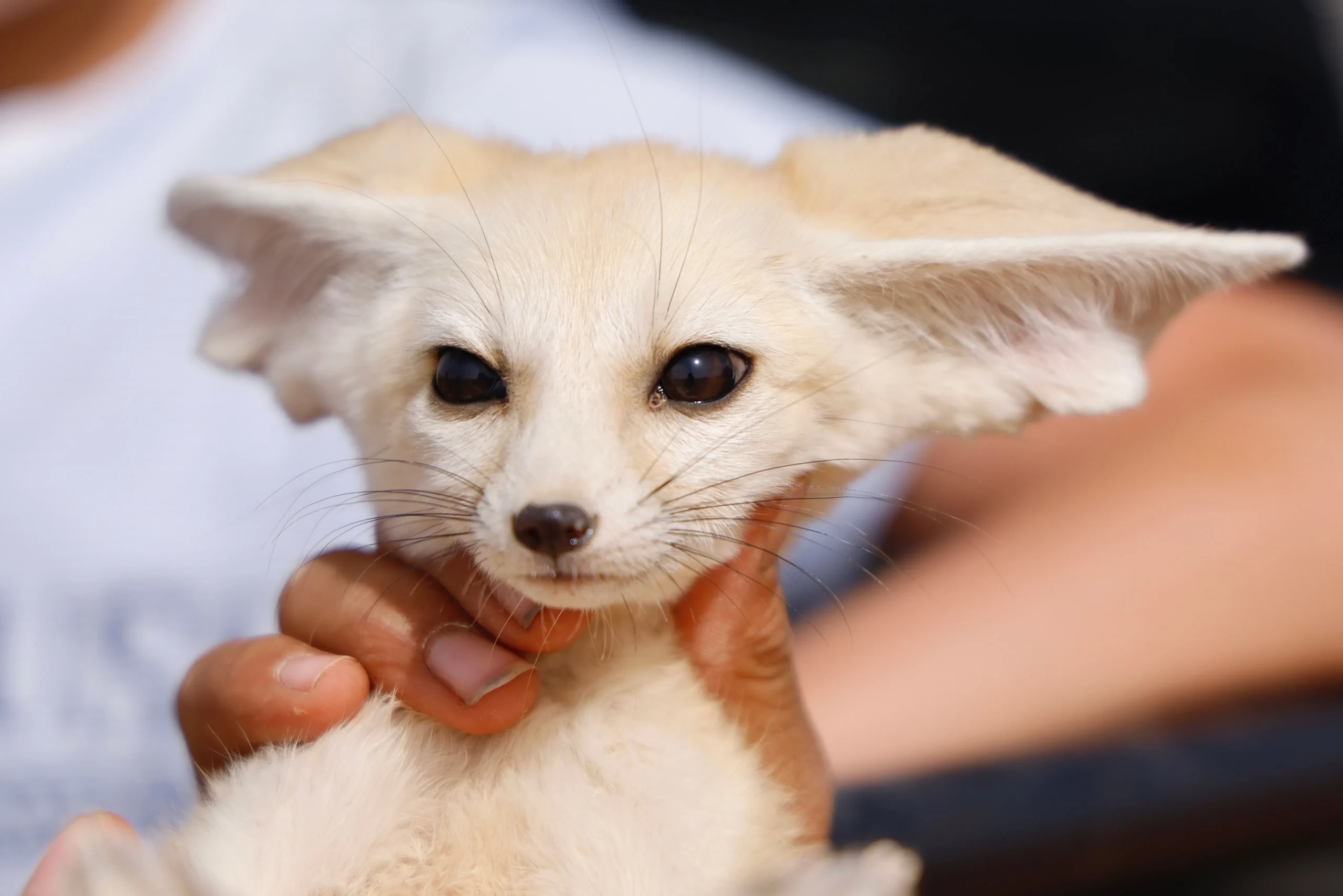 Fox as a pet resting in a secure outdoor enclosure