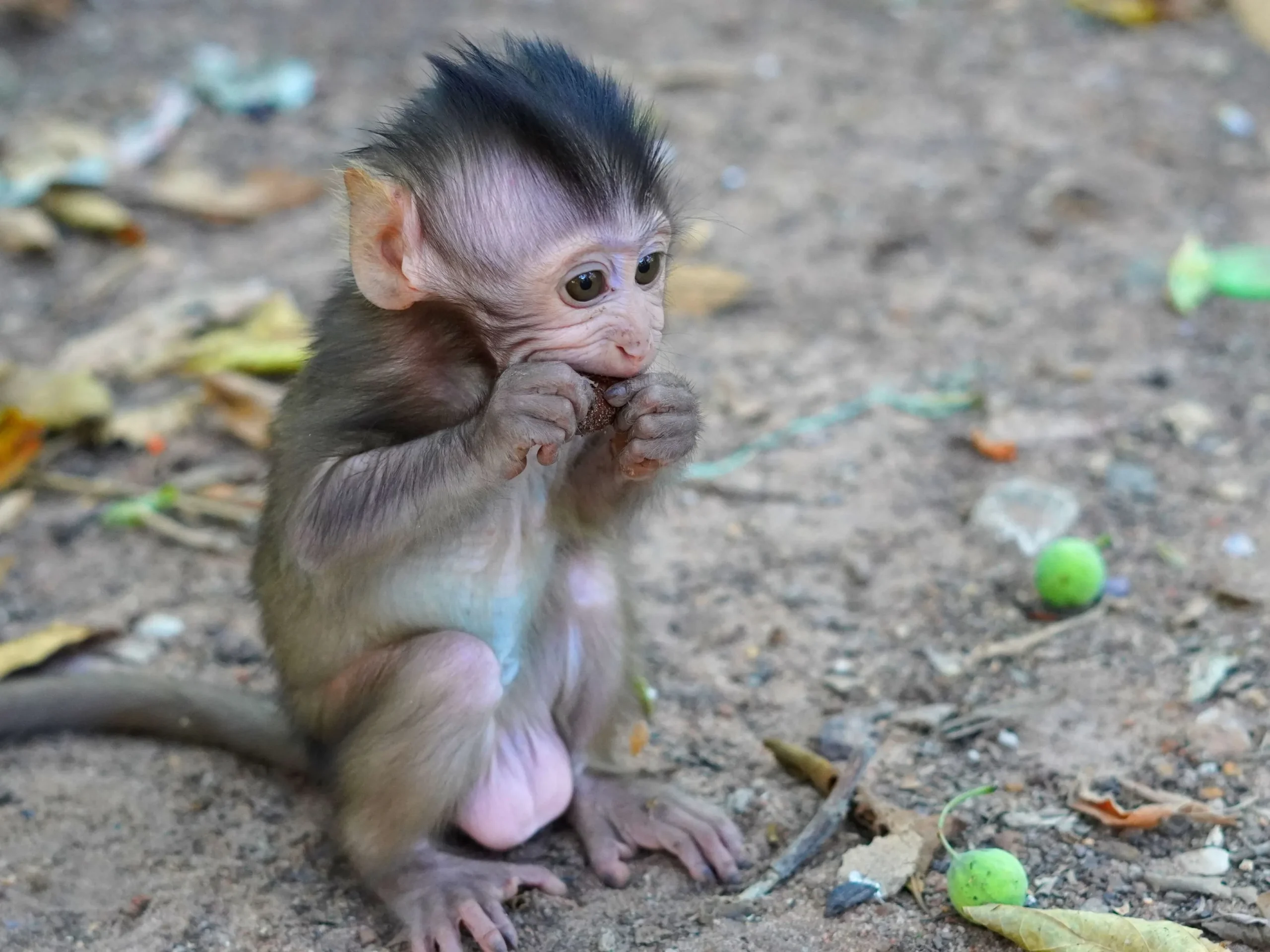 pet small monkey marmoset in enclosure