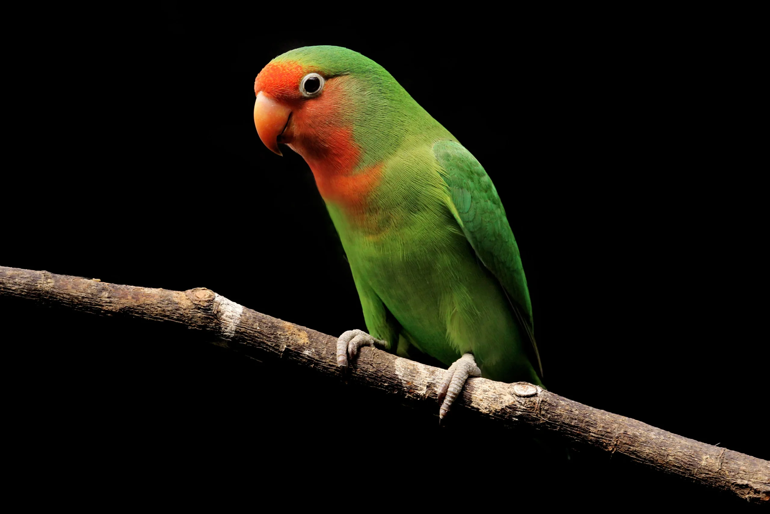 best pet bird perched on owner's hand indoors