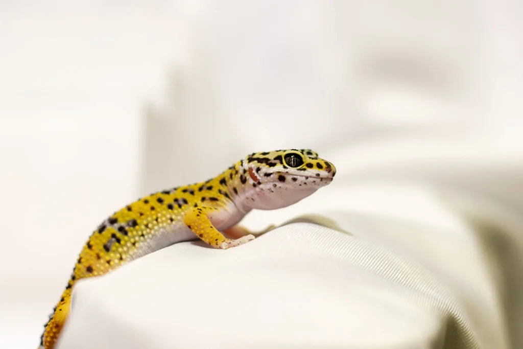 Leopard geckos