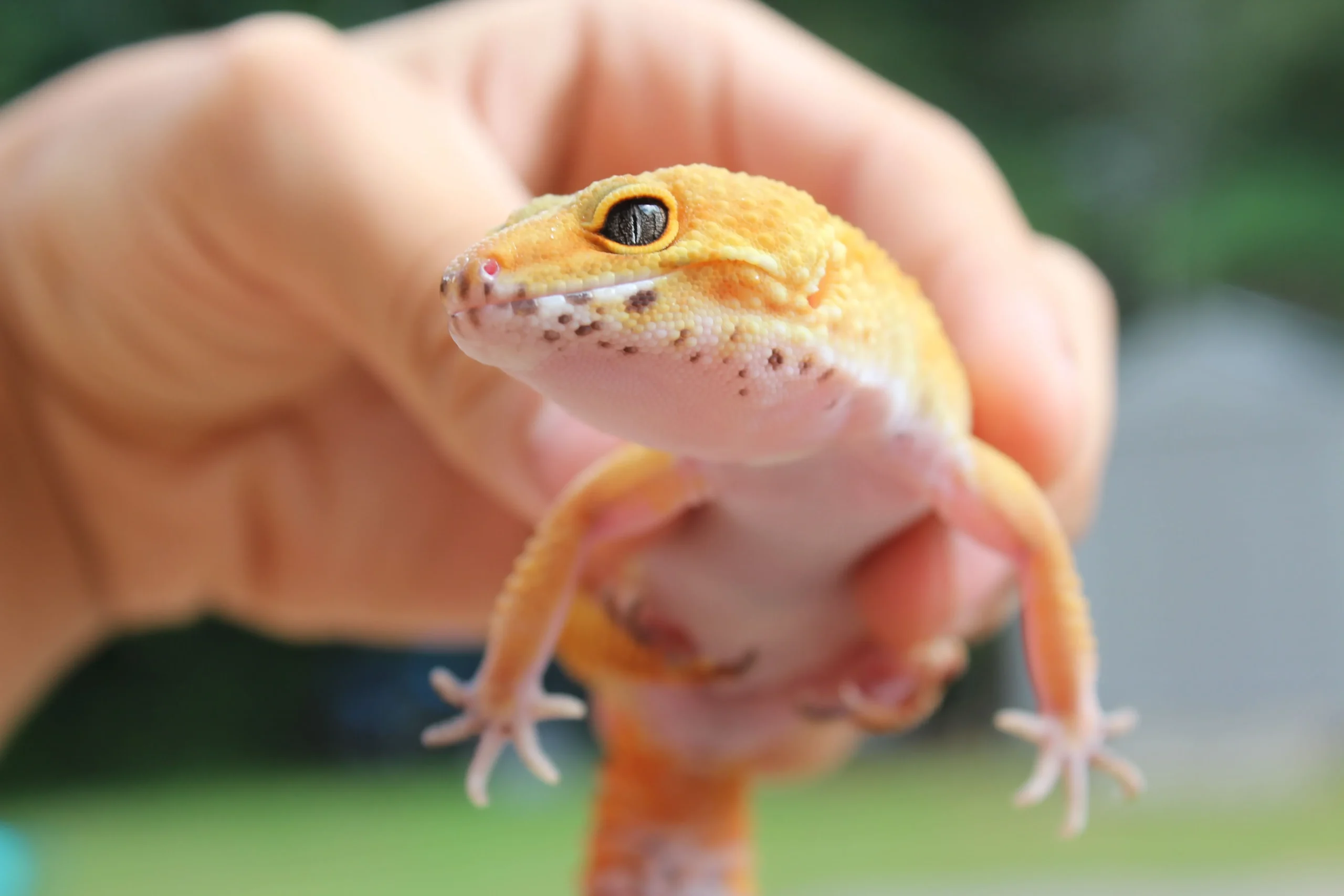 Best Pet Reptile for Beginners Low Maintenance Pets