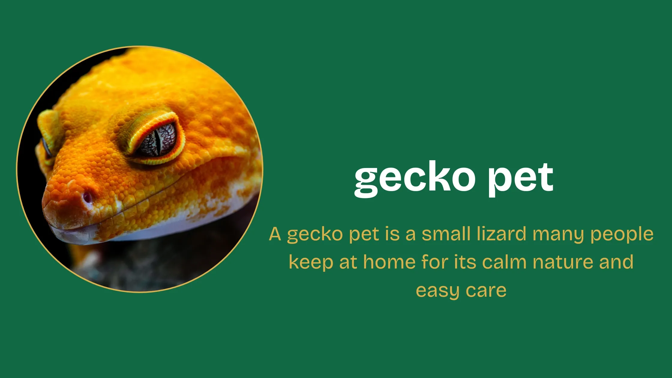 leopard gecko pet resting on owner's hand in tank