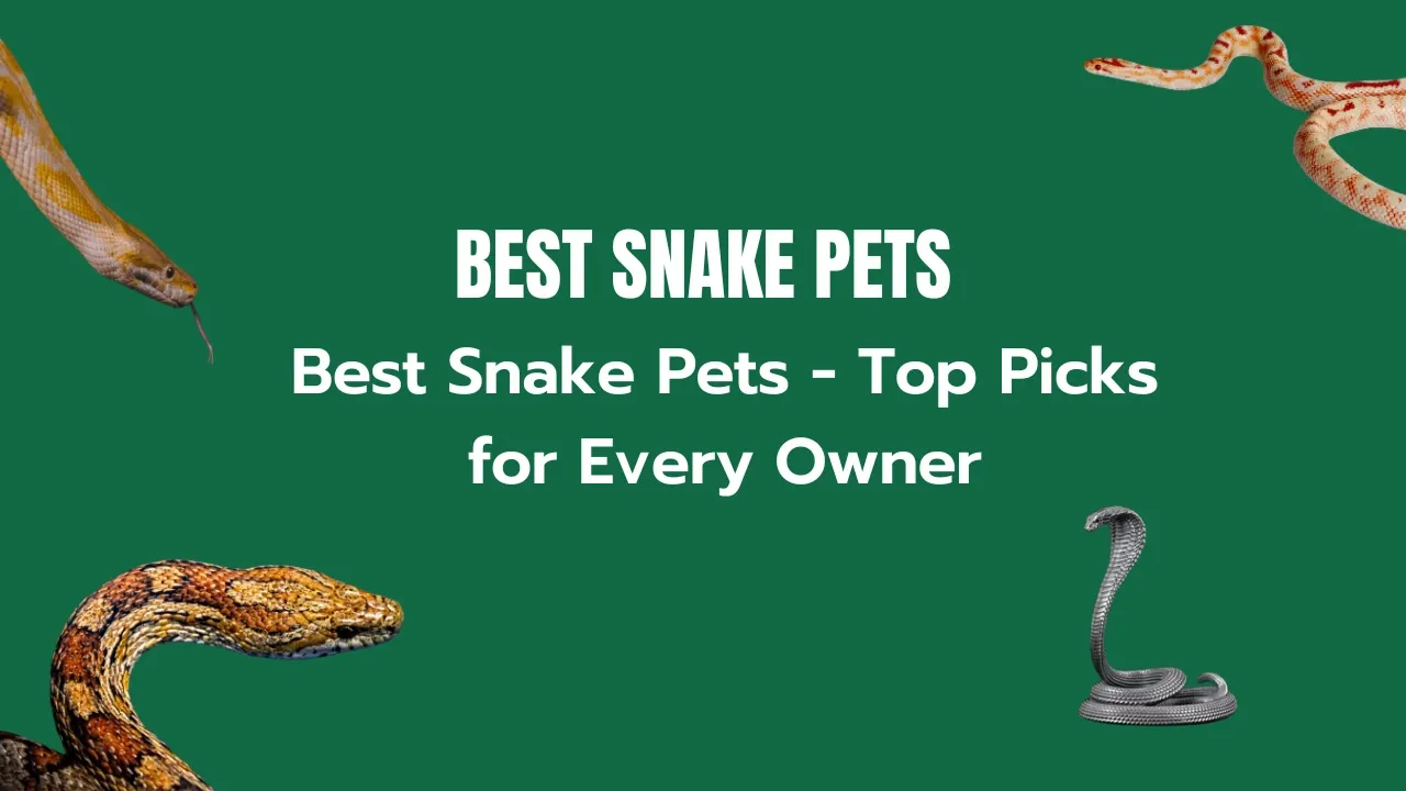 Ball python, one of the best snake pets for beginners, resting on an owner's hand