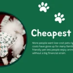 cheapest pets hamster goldfish tank and budgie at home