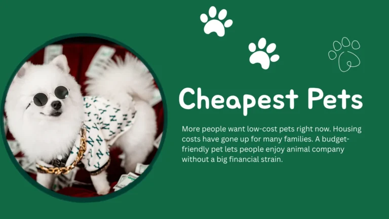 cheapest pets hamster goldfish tank and budgie at home