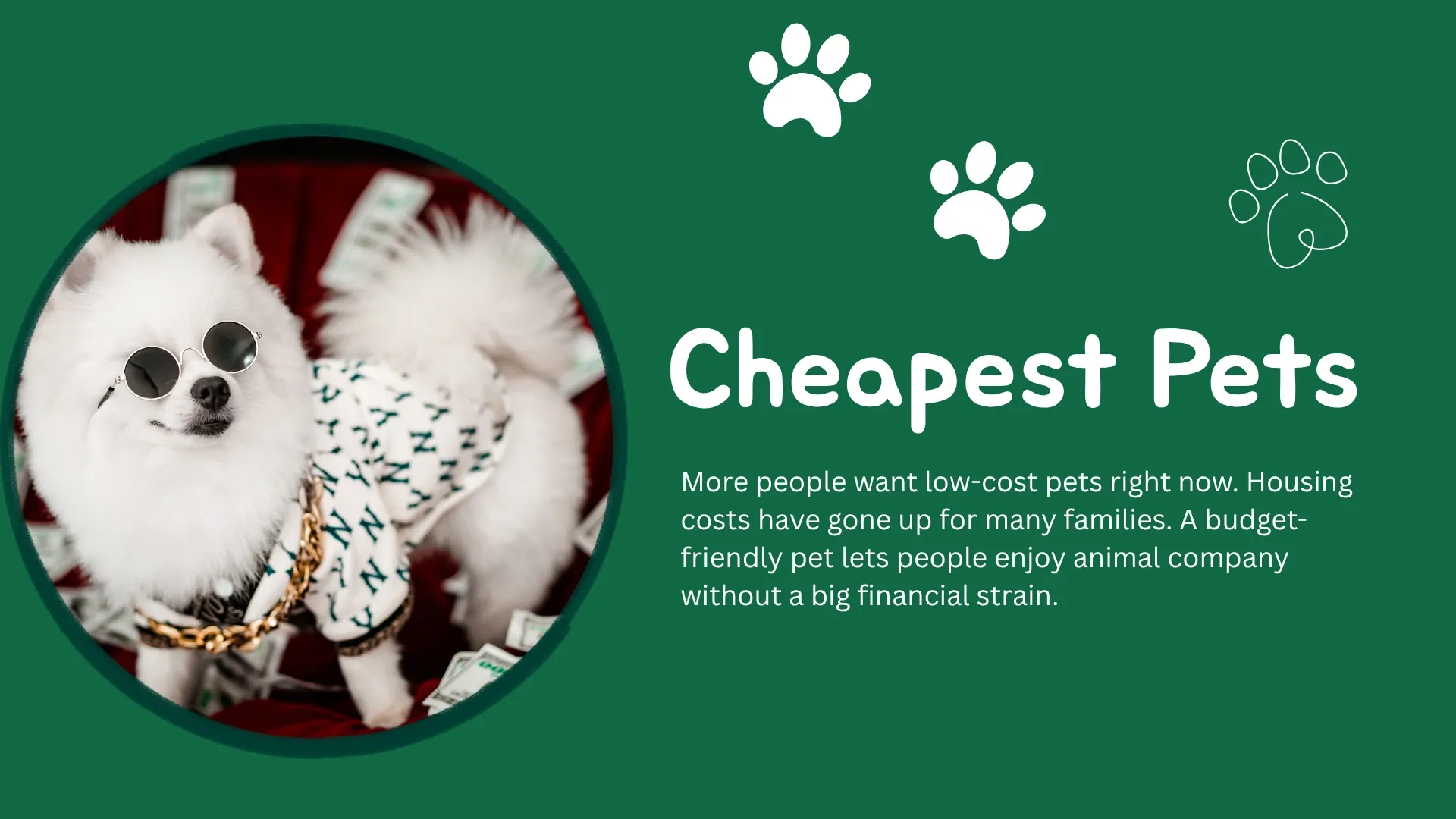 cheapest pets hamster goldfish tank and budgie at home