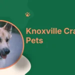 person browsing Knoxville Craigslist pets listings on laptop with dog