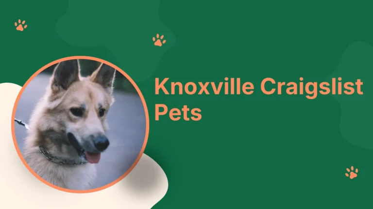 person browsing Knoxville Craigslist pets listings on laptop with dog