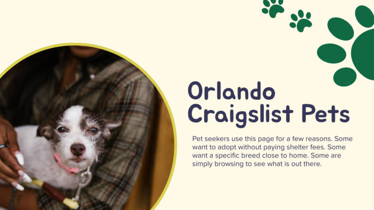 person searching orlando craigslist pets listings on a laptop with a dog beside them