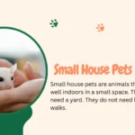 small house pets including guinea pig, hamster, and fish tank in a cozy home setup