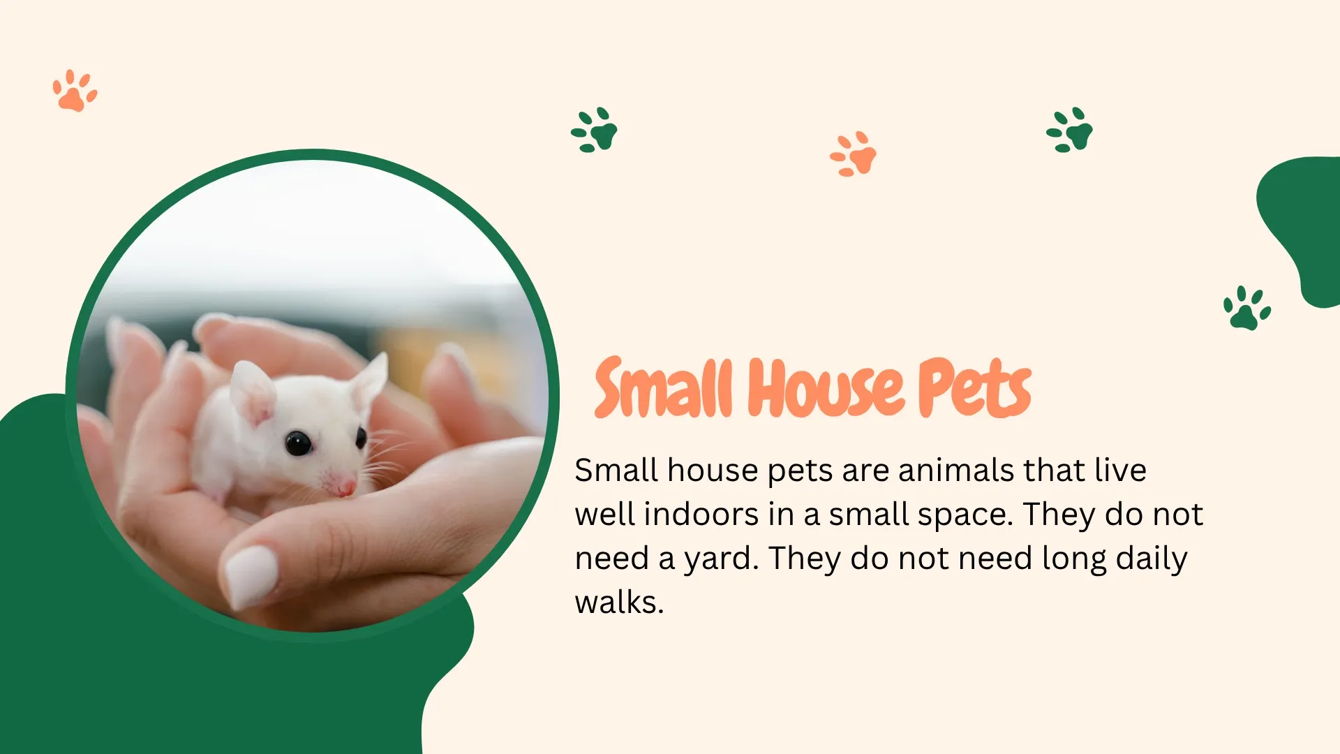 small house pets including guinea pig, hamster, and fish tank in a cozy home setup