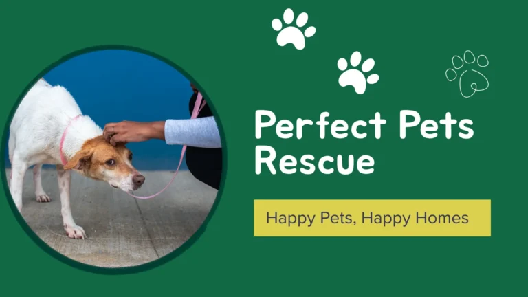 perfect pets rescue foster dog waiting for adoption