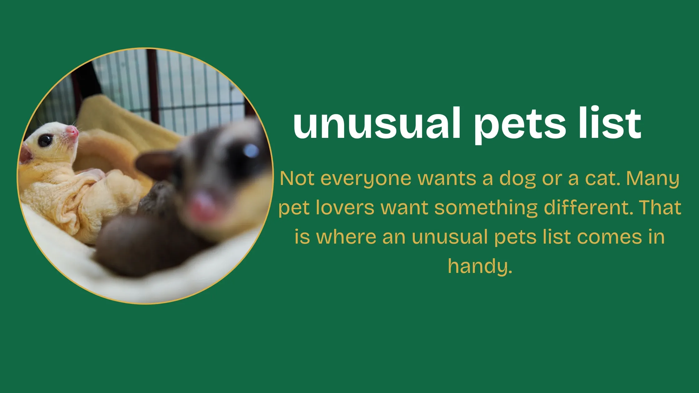 unusual pets list showing hedgehog, hermit crab, and bearded dragon