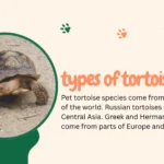 small Russian tortoise, one of the best types of tortoise pets, outdoors