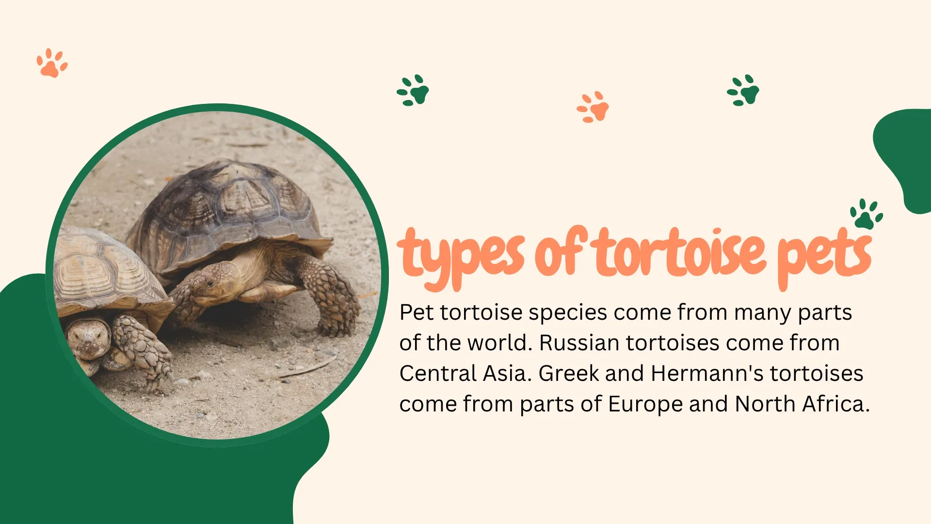 small Russian tortoise, one of the best types of tortoise pets, outdoors